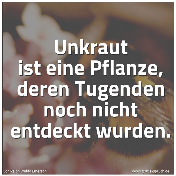 Quadratisches Spruchbild: Unkraut ist eine Pflanze, deren Tugenden noch nicht entdeckt wurden.