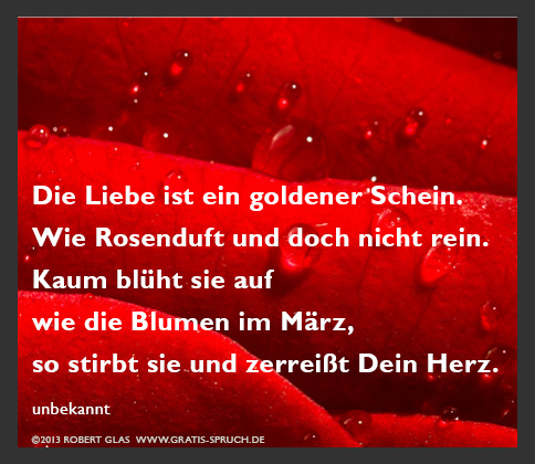 Die Liebe ist ein goldener Schein. Wie Rosenduft und doch nicht rein. Kaum blüht sie auf wie die Blumen im März, so stirbt sie und zerreißt Dein Herz.